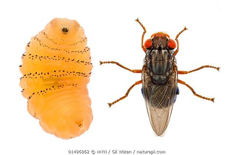 Stock Photo Of Human Botfly Dermatobia Hominis Adult And Larva Cayo
