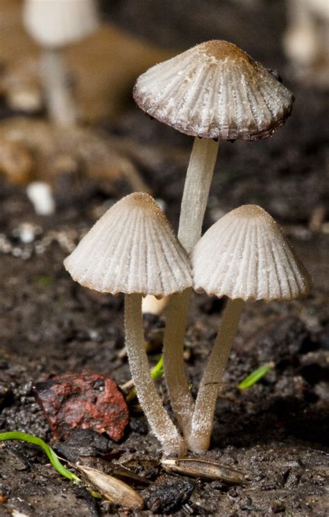Kansas Mushrooms 4 Virtualphotographer Flickr