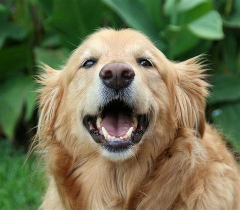 Smiling Golden Retriever The Cutest Animals Pinterest