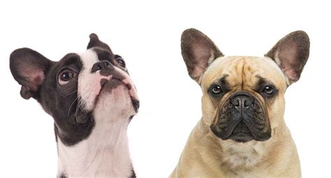 Check out the frenchie mixes below, and let us know what you think in the. 99+ French Bulldog Mix Breeds - l2sanpiero