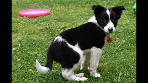 Certain small dog breeds reach sexual maturity when 6 months old. My Border Collie Puppy Oreo - 0 to 6 months old - Cute ...