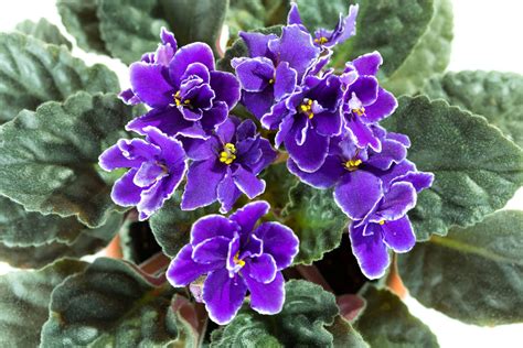 How To Use A Grow Light On Your African Violet To Produce More Blooms