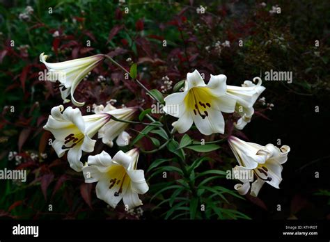 Lilium Brownii Hi Res Stock Photography And Images Alamy