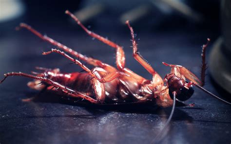 7 Habits That Can Attract Cockroaches And Other Pests The Specialists
