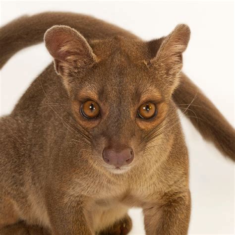 Fossa Facts History Useful Information And Amazing Pictures