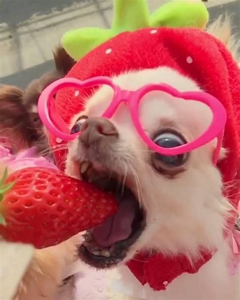 Cutest Chihuahua Eating Strawberry Slow Motion ️️ Cute Chihuahua