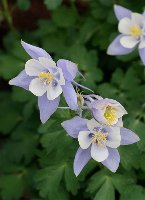 Aquilegia Coerulea Colorado Blue Columbine City Of Fort Collins