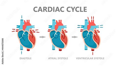 Phases Of The Cardiac Cycle Diastole Atrial Systole And Atrial