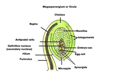 What Is The Function Of Nucellus