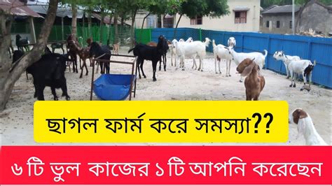 ছাগল ফার্ম করে কি সফল হাওয়া সম্ভব। পশ্চিমবঙ্গে ছাগল পালন। Goat Farm In West Bengal Youtube