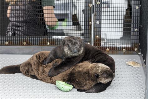 Shedd Aquarium Takes In Pair Of Orphaned Sea Otter Pups Chicago News