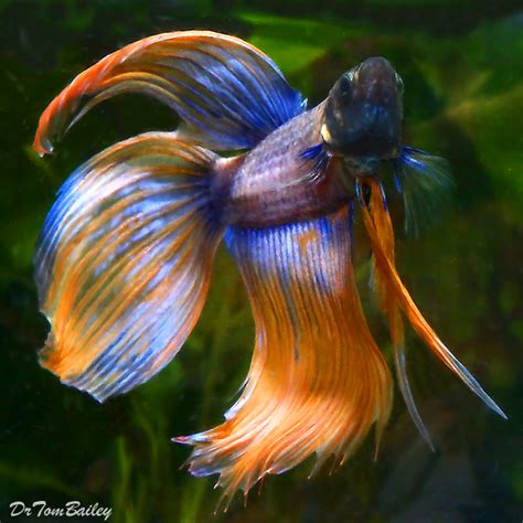Breeders have successfully produced strains where both male and female have vivid colors. Male Betta for Sale - AquariumFish.net
