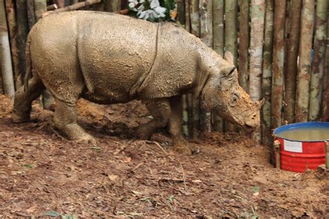 Rare Sumatran rhino, once believed to be extinct, dies just weeks after