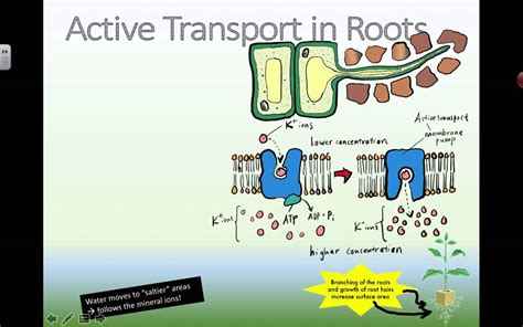 Active Transport In Plants To Draw In Water 2016 Youtube