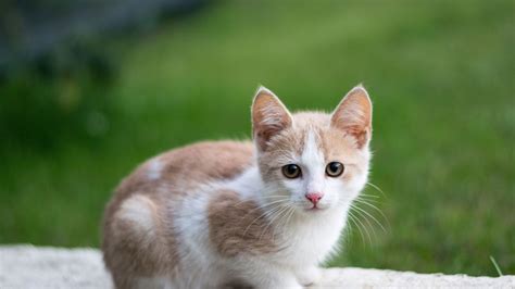 Download 2048x1152 Wallpaper Cute Young Kitten Animal