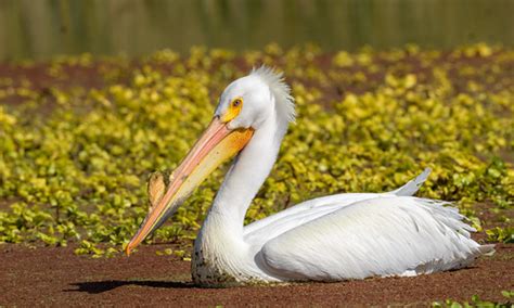 American White Pelican Breeding Plumage Contra Loma Rese Flickr