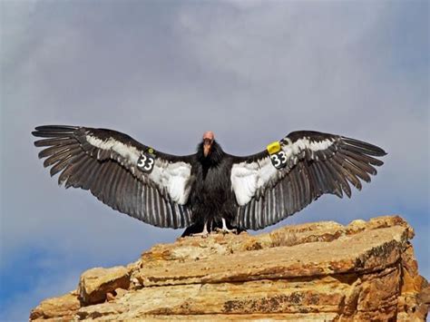 California Condor 33 New World Vulture The Largest North American