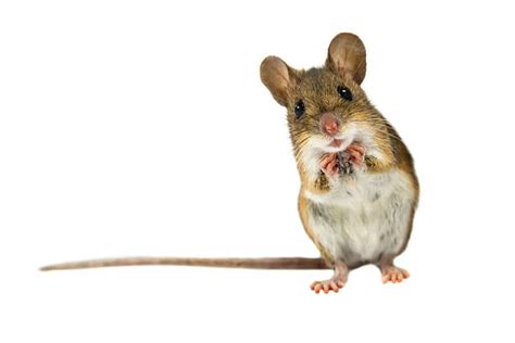Best Cute Mouse Stock Photos Pictures And Royalty Free Images Istock