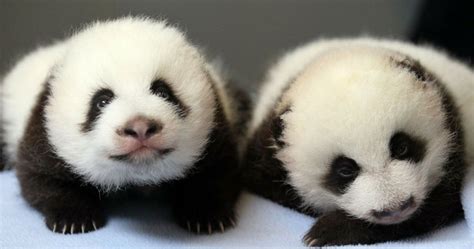 Watch Panda Twins Grow Right Before Your Eyes In This Adorable Video