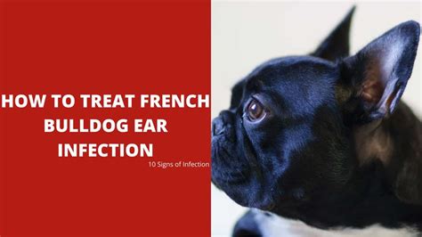 How To Treat French Bulldog Ear Infection 10 Signs Of Infection Dog
