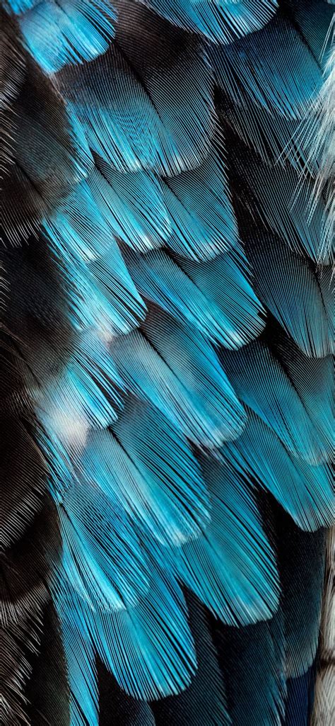 Black And Blue Feather Iphone 11 Wallpapers Free Download