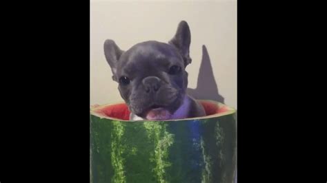 This Puppy Eating Watermelon Is The Cutest Thing Youll Watch All Day
