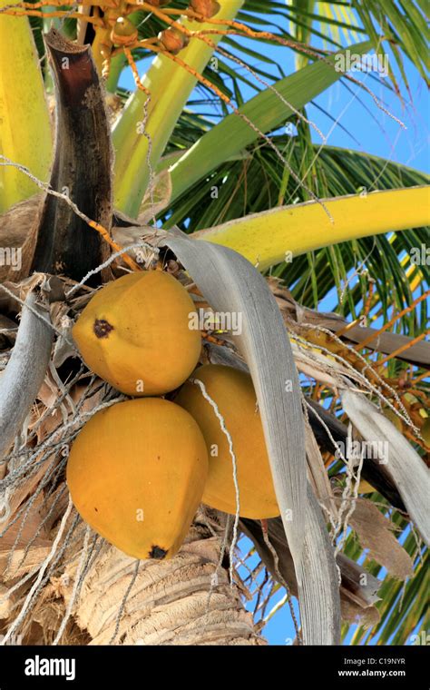 Coconuts In Palm Tree Detail In Tropical Beach Stock Photo Alamy