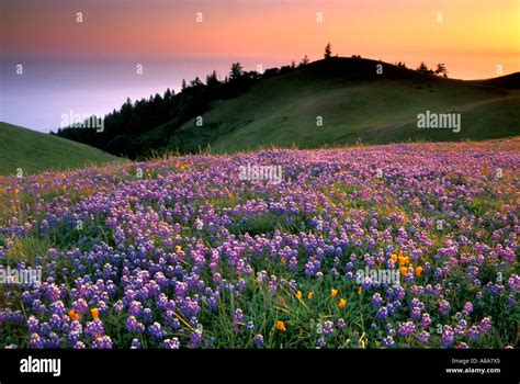 Field Of Purple Wildflowers In Green Grass Field On Hillside At Stock