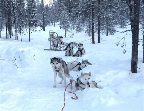 Review Met Mijn Eigen Groep Huskys Door Lapland Reizen My