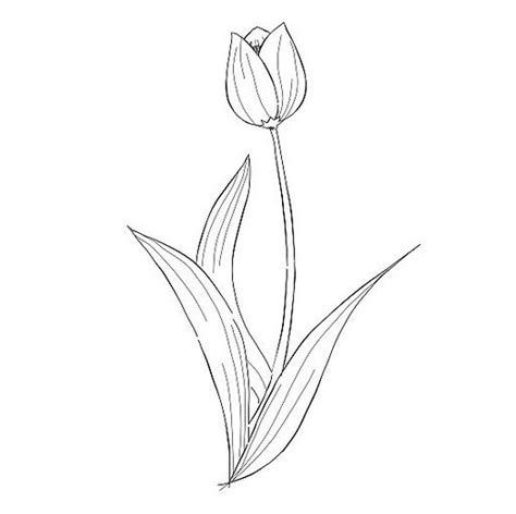23 Gambar Bunga Tulip Sketsa Terpopuler Informasi Seputar Tanaman Hias