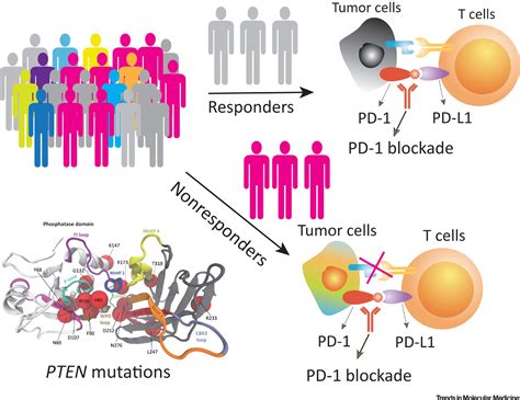 Pten Mutations Trigger Resistance To Immunotherapy Trends In Molecular