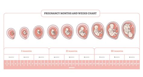 phases of pregnancy reproduction and pregnancy in introduction to biological anthropology