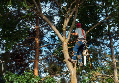 7 Tree Trimming Service Benefits For Utility Companies