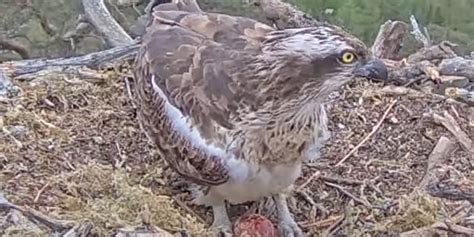 Osprey Lays Her First Egg Of Season Indy100