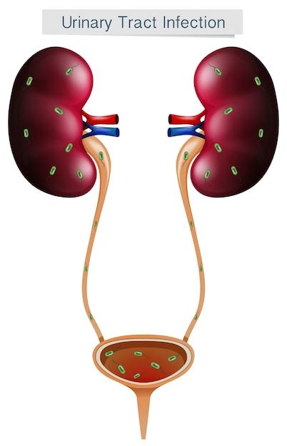 Share More Than 145 Urinary System Drawing Best Vn