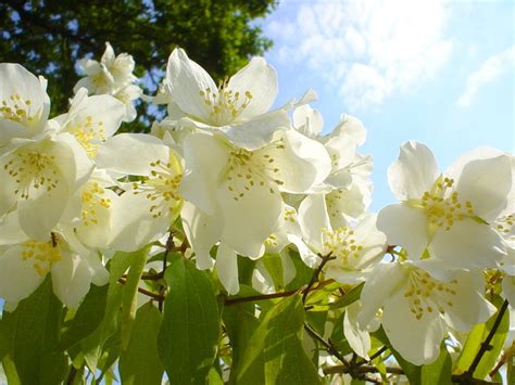 Jasmine Flower Wallpaper Beautiful Flower Wallpapers Natural High