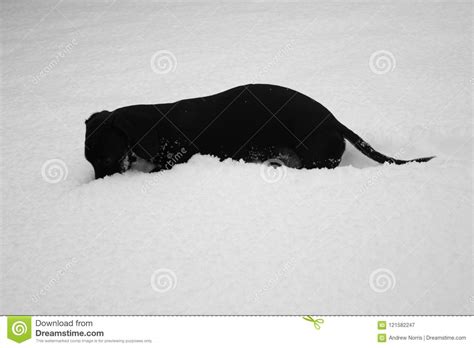 Miniature Dachshund Snow Playtime Stock Image Image Of Puppy Animal