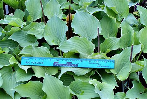 Sky Dancer Hosta Shade Perennial Slug Resistant Blue Hosta Plant