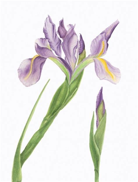 Irisbotanical Illustrationgiclee Archival Printflowerpurplegreen