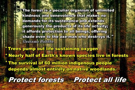 Protect Forests To Protect All Life Gautama Buddha Peculiar Forests