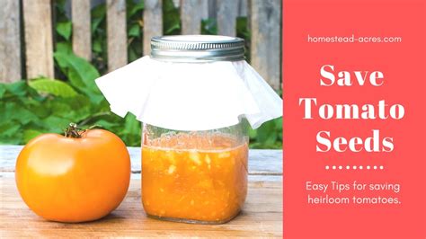 How To Save Tomato Seeds For Next Year Homestead Acres
