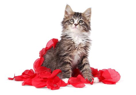 Tabby Kitten Surrounded By Roses Photograph By Perry Harmon Fine Art