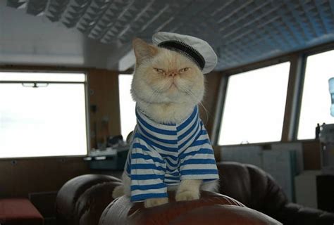 Создать мем корабельный кот кот капитан корабля капитан кот