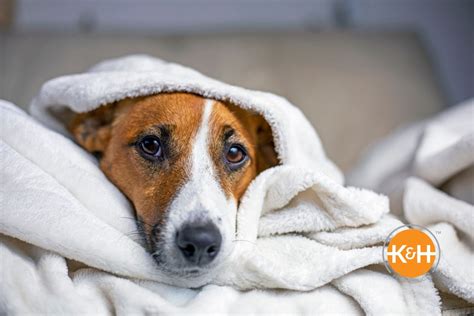 Are Cold Sores Contagious To Dogs