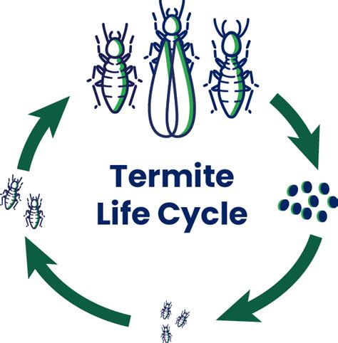 Termite Life Cycle And Lifespan Terminix