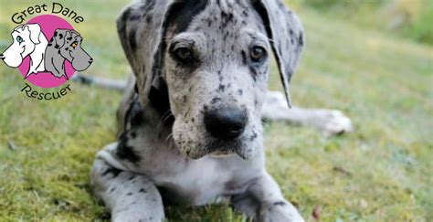 Starting training and socialization as early as possible will ensure your dalmatian puppy grows into a mature, confident dog. Great Dane Rescuer | Pet Health CareGreat Dane Rescue Cape ...