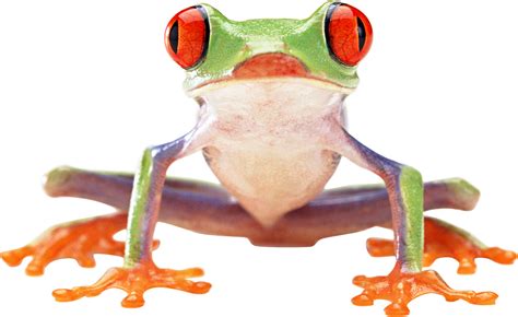 Frog Png Image Transparent Image Download Size 2593x1589px
