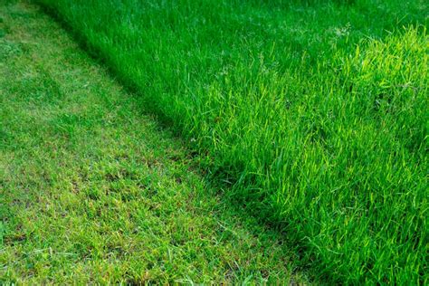 How To Cut Long Grass With A Lawnmowerother Tools