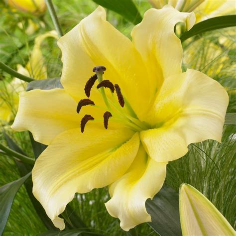 Lily Oriental Trumpet Ot Purple Prince 5 Bulbs Longfield Gardens