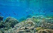 Unter Wasser in West Papua Indonesien, Korallengärten Under The Sea ...